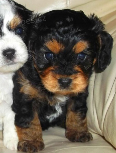 �T���TKO YORKIPOO