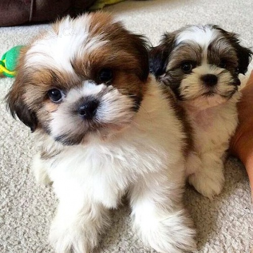�t��ata SHIH TZU