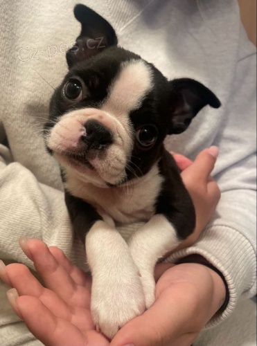 �t��ata bostonsk�ho teri�ra