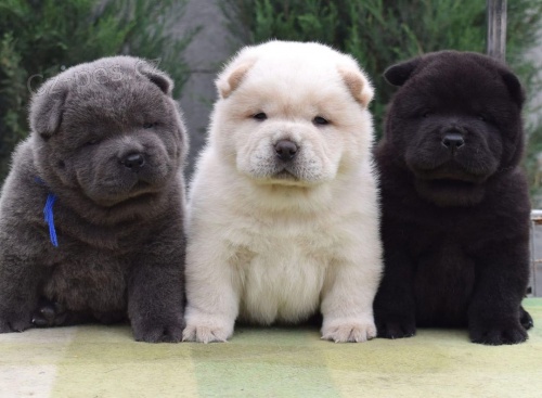 �au-�au �t��ata