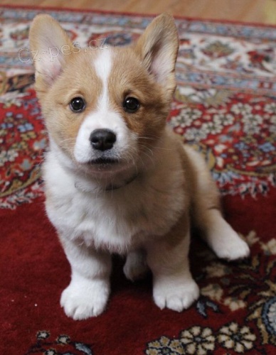 Prodm tata Pembroke Welsh Corgi