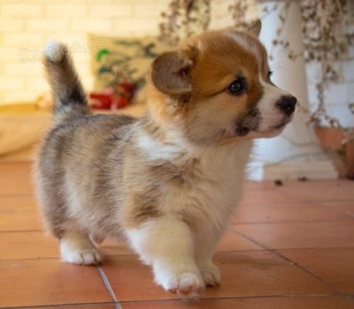 Prodm krsn ttka Cardigan Welsh corgi.