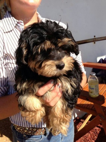 �T���TKO YORKIPOO