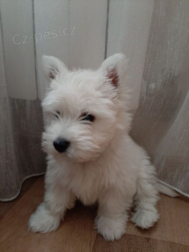 tata West Highland White Terriers