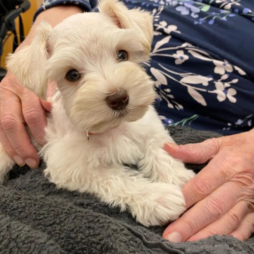 mal�ch kn�ra��