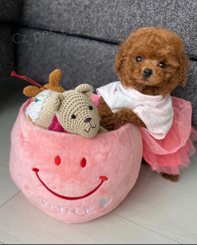 toy �t��ata pudla