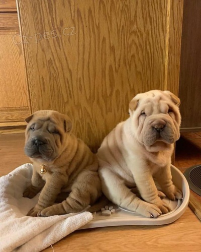 tata okovan shar-pei.