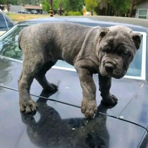 tata italskho Cane Corso