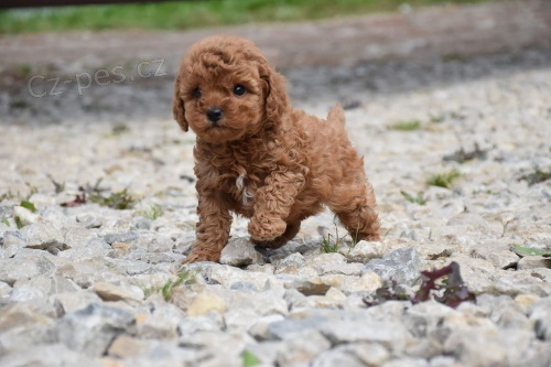 toy �t��ata pudla