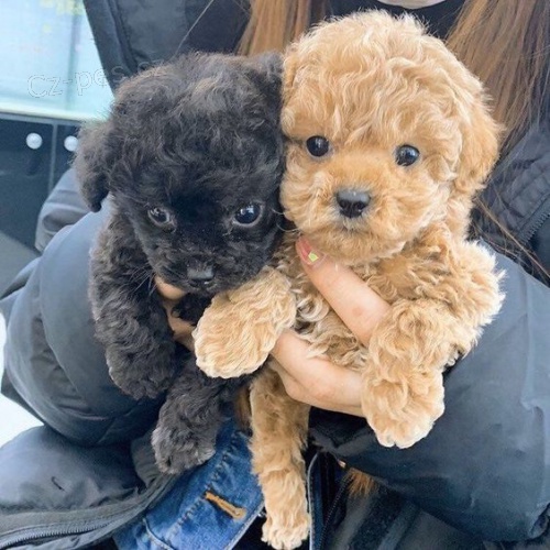 toy �t��ata pudla