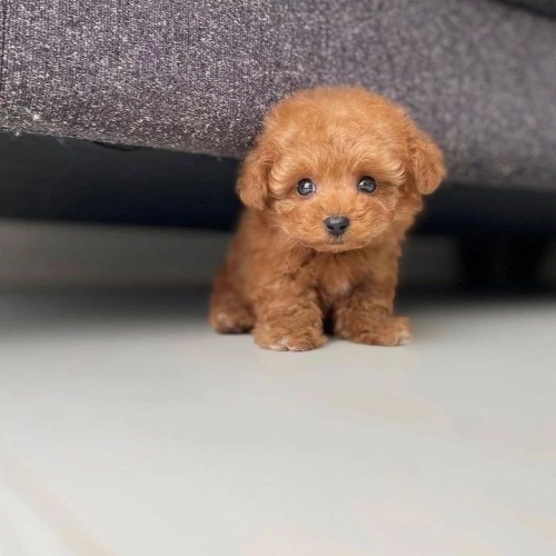 �t��ata toy pudla