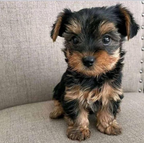 �T���TKO YORKIPOO