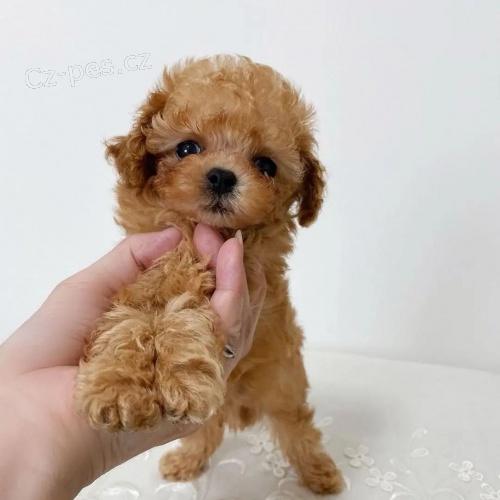 toy �t��ata pudla