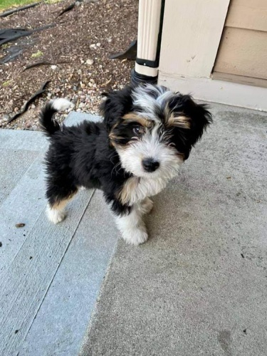 tata Bernedoodle.