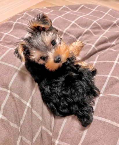 Jork��rsk� teri�r �t��ata s PP Pejsek a hol�i�ka 