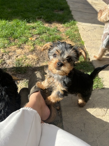 �T���TKO YORKIPOO