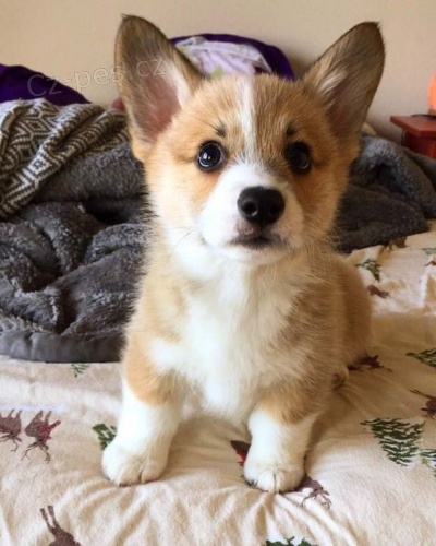 Prodm tata Pembroke Welsh Corgi