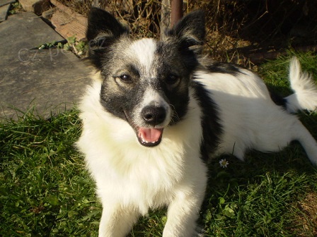 N�meck� �pic st�edn� strako� s PP FCI