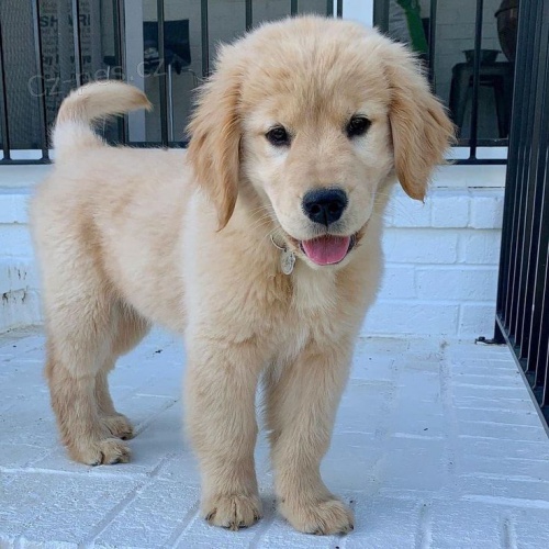 �t��ata zlat�ho retr�vra.