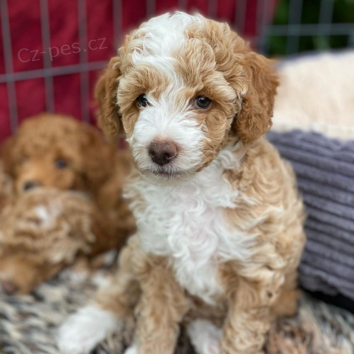 tata Cavapoo