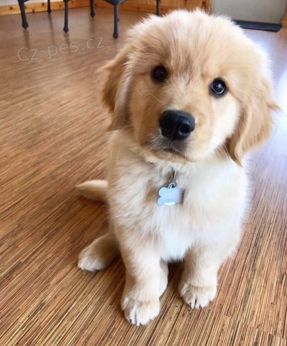 �t��ata zlat�ho retr�vra.