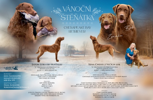 �t��ata Chesapeake Bay Retriever