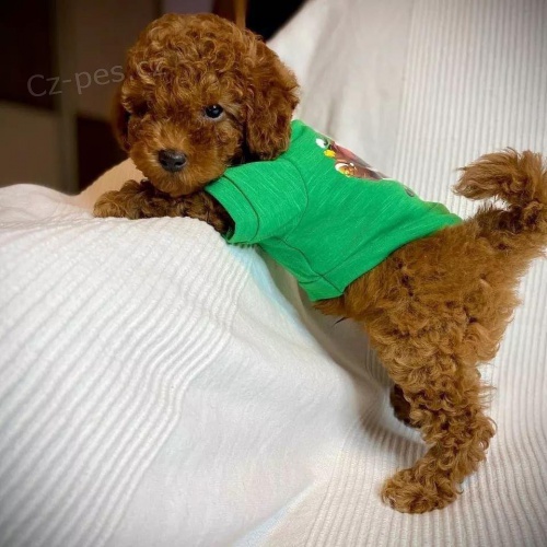 TOY O�KOVAN� �T��ATA PUDL�