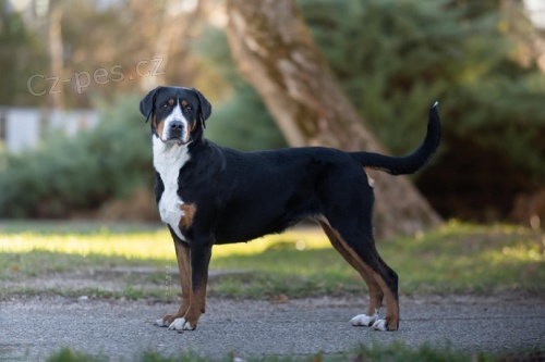 Ve�k� �vaj�iarsky salas. pes