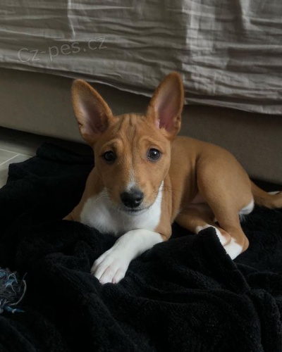 ttka Basenji