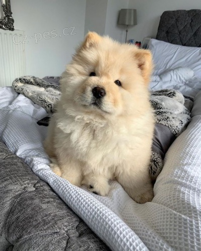 �au-�au �t��ata