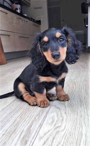 trpasli�� �t��ata dlouhosrst�ho jezev��ka