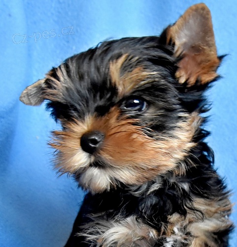 Jork��rsk� teri�r