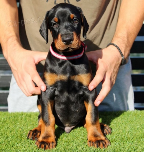 Dobrman - �t���tka