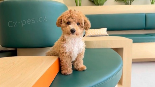 �t��ata Cavapoo