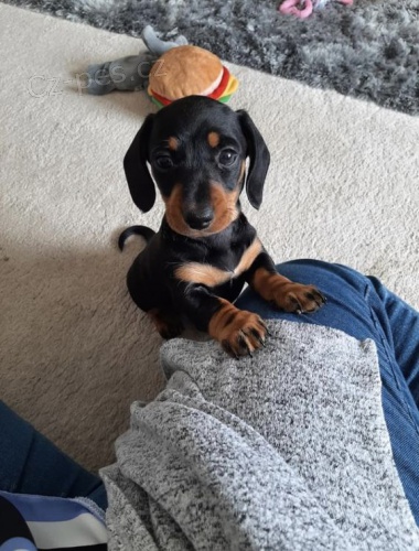 trpasli�� �t��ata hladkosrst�ho jezev��ka