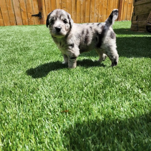 �t��ata Ausiedoodle