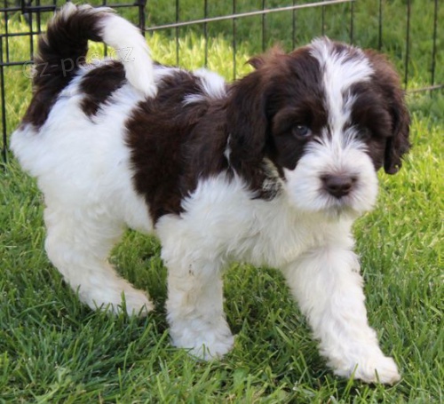 mini �t��ata portugalsk�ho vodn�ho psa