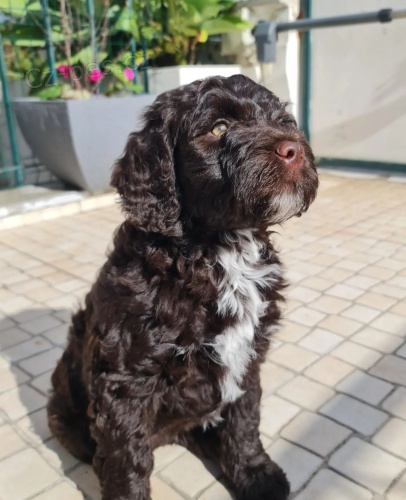 mini �t��ata portugalsk�ho vodn�ho psa