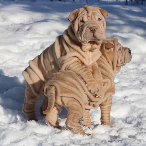 �t��ata o�kovan� shar-pei.