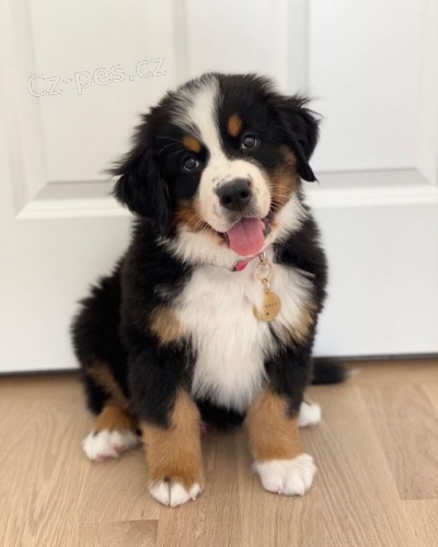 �t��ata bernsk�ho sala�nick�ho psa