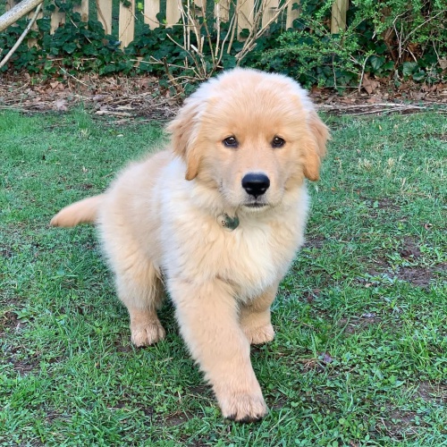 �t��ata zlat�ho retr�vra na prodej do miluj�c�ch domov�.