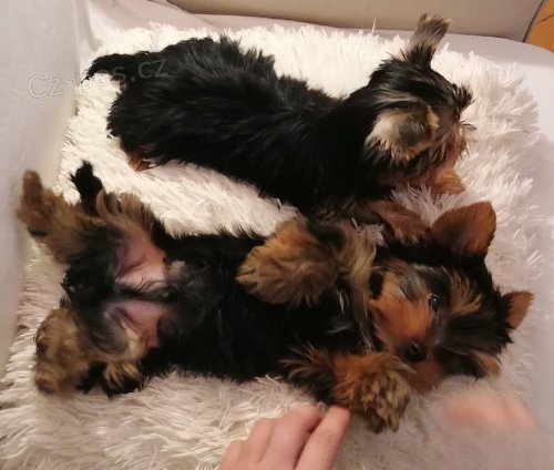 Jork��rsk� teri�r chlape�ek a hol�i�ka s PP FCI 