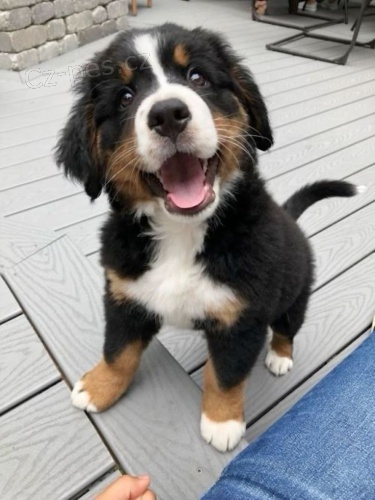 �t��ata bernsk�ho sala�nick�ho psa