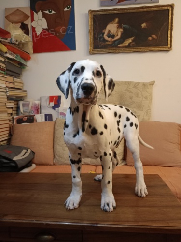 Dalmatin �t��ata