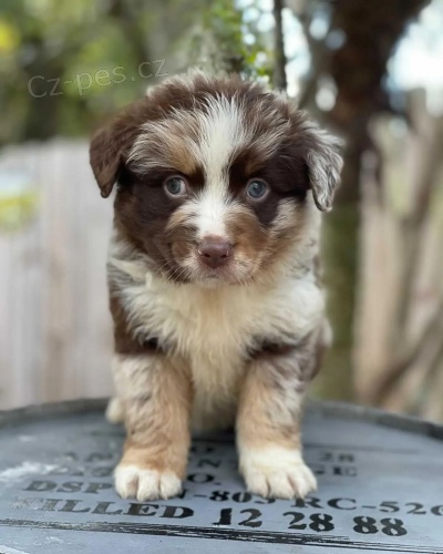 �t��ata australsk�ho ov��ka