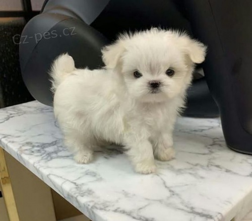 TOY O�KOVAN� �T��ATA PUDL�