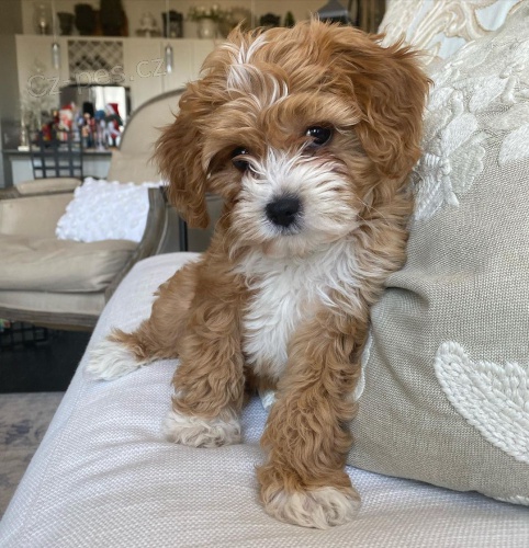 �t��ata Cavapoo