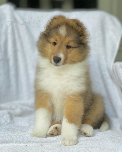�T��ATA SHELTIE