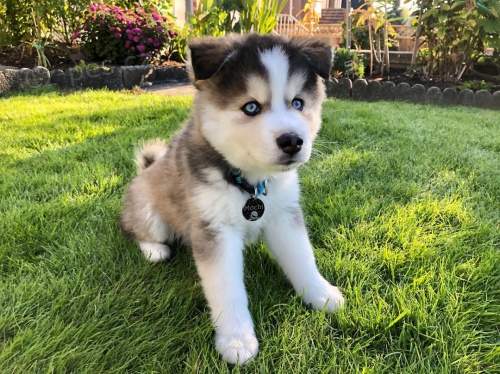 Prod�m �t��ata Pomsky.