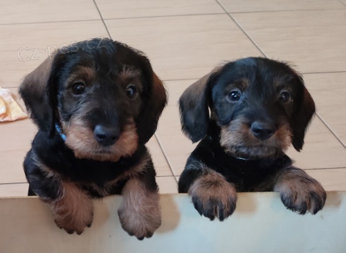 �t��ata jezev��ka drsnosrst�ho